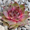 Sempervivum 'Lip Liner'