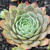 Sempervivum 'Lip Liner'