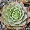 Sempervivum 'Lip Liner'