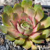 Sempervivum 'Lip Liner'