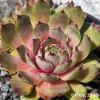 Sempervivum 'Lip Liner'