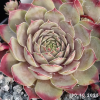 Sempervivum 'Lip Liner'