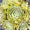 Sempervivum 'Lip Liner'