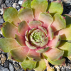 Sempervivum 'Lip Liner'