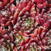 Sempervivum 'Braunkugel'