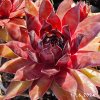 Sempervivum Chick Charms® 'Strawberry Kiwi'