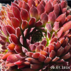 Sempervivum 'Pacific Red Tide'