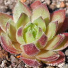 Sempervivum 'Folcherdina'
