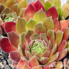 Sempervivum 'Folcherdina'