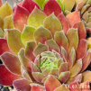 Sempervivum 'Folcherdina'