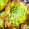 Sempervivum 'Accord'
