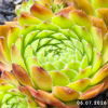 Sempervivum 'Accord'