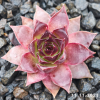 Sempervivum 'When You Awake'