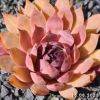Sempervivum 'When You Awake'
