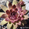 Sempervivum 'When You Awake'