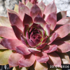 Sempervivum 'When You Awake'
