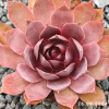Sempervivum 'When You Awake'
