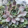 Sempervivum Chick Charms® 'Berry Blues'