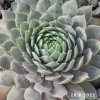 Sempervivum Chick Charms® 'Berry Blues'