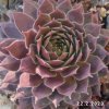 Sempervivum Chick Charms® 'Berry Blues'