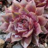 Sempervivum Chick Charms® 'Berry Blues'