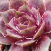 Sempervivum Chick Charms® 'Berry Blues'