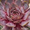 Sempervivum Chick Charms® 'Berry Blues'
