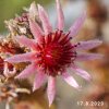 Sempervivum Chick Charms® 'Berry Blues'