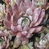 Sempervivum Chick Charms® 'Berry Blues'