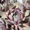 Sempervivum Chick Charms® 'Berry Blues'