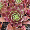 Sempervivum 'Weinkönigin'