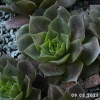 Sempervivum 'Cockoo'