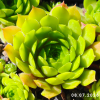Sempervivum 'Cockoo'