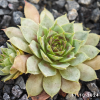 Sempervivum 'Grüner Gruß'