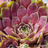 Sempervivum 'Grüner Gruß'