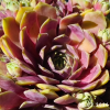 Sempervivum 'Grüner Gruß'