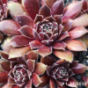 Sempervivum 'Heidarhord'