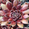 Sempervivum 'Heidarhord'