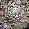 Sempervivum Chick Charms® 'Berry Blues'