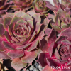 Sempervivum Chick Charms® 'Berry Blues'