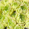 Sempervivum 'atlanticum'