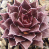 Sempervivum 'Maple Syrup'