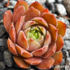 Sempervivum 'Maple Syrup'