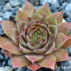Sempervivum 'Maple Syrup'