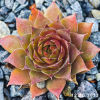 Sempervivum 'Maple Syrup'
