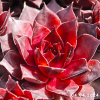 Sempervivum 'Maple Syrup'