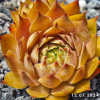 Sempervivum 'Maple Syrup'