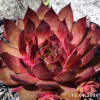 Sempervivum 'Maple Syrup'