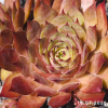 Sempervivum 'Maple Syrup'