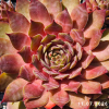 Sempervivum 'Maple Syrup'